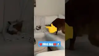 Loving blind dog 🐶😎❤️ #dog #cute #love #blinddog