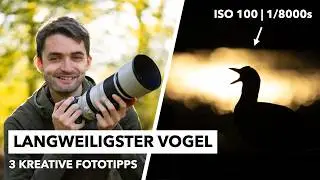 Der langweiligste Vogel der Welt | 3 kreative Fototipps 🐦&zwj;⬛📸
