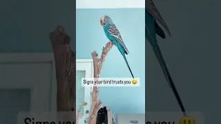 Signs your bird trusts you #parrots #birds #parrottraining #petparrot #petbird #birdtricks #shorts
