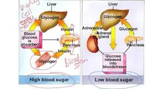 How Insulin and Glucagon Work