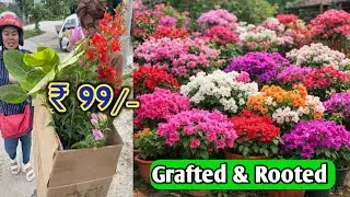 BOUGENVILLA SALE | CUTTINGS AND ROOTED AVAILABLE | PLANT NURSERY KOLKATA 