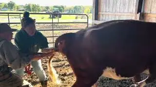 Delivering a Breech Calf