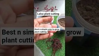 How to grow lalsa plant cutting #hibiscus #viralvideo #shortvideo#gardenplants #garden#youtubeshorts