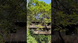 Tree House | Mayapur | Weekend Tour | 2025 |