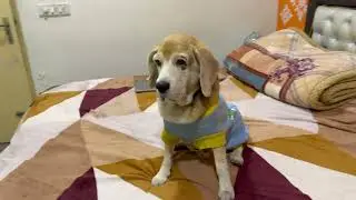 Leo's post blood test pampering | Leo The Beagle