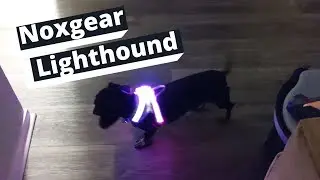 Noxgear Lighthound Dog Light Up Safety Vest With Travis The Dachshund