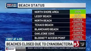 Beach closures due to cyanobacteria