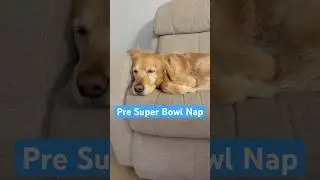 Nap time before game time 🏈💤 #superbowl #superbowllx #goldenretriever