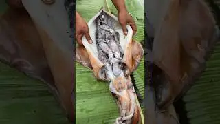We Hit the SQUID JACKPOT! (Double Catch) 🤯