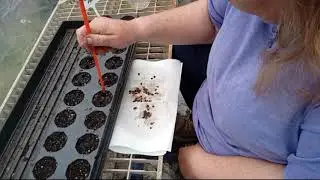 Planting Wild Passionflower Seeds
