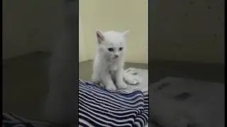 amezing facts about small cats🐈| #cat #cuteanimal #catvideos #facts #pets#catlovers #catworld#shorts