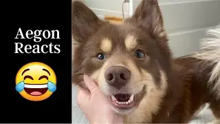 ADORABLE Pomsky Reacts to His Own Howling #shorts #cutenessoverload