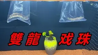 兩年了沒有養活一條雷龍魚，這次索性買條好的，我就不信養不活