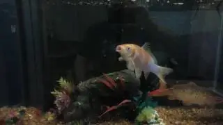 Koi tank. I beat the water!