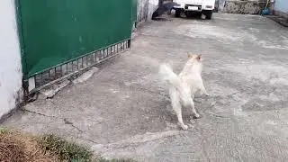 SUGAR THE DOG