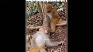 CHEKA NA MWAISA MTUMBAD,,