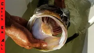 POND STOCKING BIG BASS!