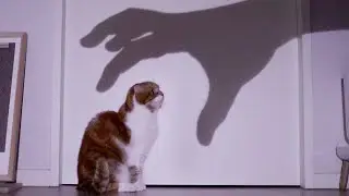 кошки vs тень