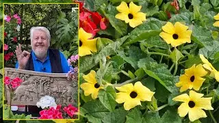 TOUT SAVOIR SUR LA SUZANNE AUX YEUX NOIRS, THUNBERGIA ALATA, ET D’AUTRES ESPÈCES POUR CLIMAT DOUX