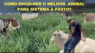 COMO ESCOLHER O MELHOR GADO PARA SISTEMA A PASTO.