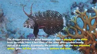 THE DRAGON WRASSE by Anke Westerlaken