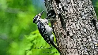 Leuconotopicus villosus  HAIRY WOODPECKER nesting 9094544