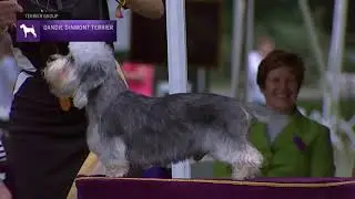 Dandie Dinmont Terriers | Breed Judging 2021