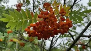 1 hour of positive & energetic music - Rowan flowers & leaves - July 2024