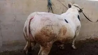 انشاء معلف عجول تسمين صغير