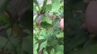 Miracle Fruit