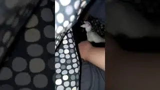 hes discovered blankets can be cuddled under