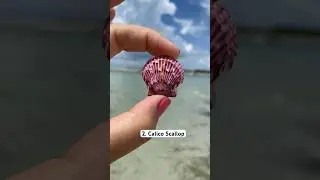 Which scallop shell is your favorite?🧡💜❤️
