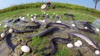 Skills Fishing! catch a lot of fish and pick duck eggs in water after rain by best hand