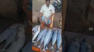 💥🐠 Kasimedu Biggest Fresh Vanjaram fish very low price | Kasimedu fish market #fish #shorts #viral