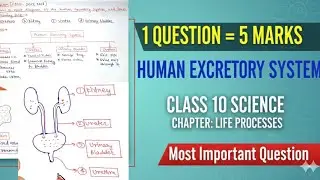 Human Excretory System Explained | Class 10 Science Life Process | Board Exam 2026