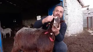 Halep Keçisi -Halep Şami Keçisi Arasındaki Farklar