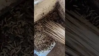 How to get started with maggot production in a commercial way