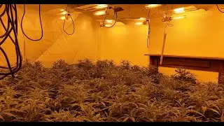 Inside giant cannabis farm worth &pound;250k just busted by cops