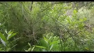 Lost in SF jungles / Потерялся в джунглях СФ 🔴 [Eng, Рус]