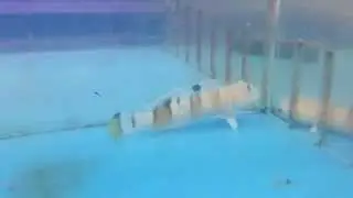 All About the Tiger Wardi Goby - Tiger Shrimp Goby - Gerber's Tropical Fish