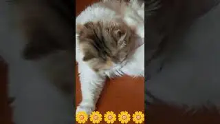 #омархайям #цитаты #мудрость #subscribe #cat #shortvideo #funny