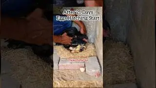 Eggs Hatching Process #aseel #chicken