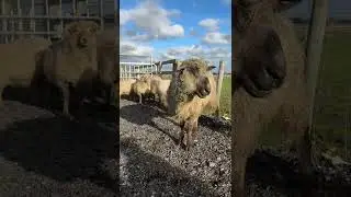 A day in the life of a farm keeper - annual vaccinations for our sheep!