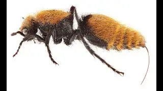 who has the longest stinger? velvet ants!