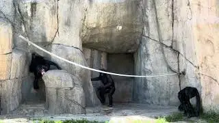Fully erected penis goes down sexually aroused male sex organ excited monkey Huge cock chimp 🍆 mate