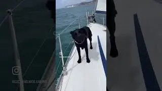 How does your dog cope sailing??? You tell me!! #sailing #boat #boatdog