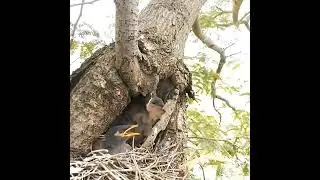 A beautiful place for Common Myna bird nests EP08 Review life birds