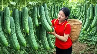 Harvesting 500+kg Cucumber In The Field Goes To Market Sell | Make Cucumber Salad