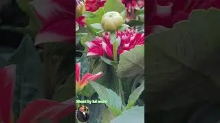 love you &hearts;️ #bollywood #song #music #love #trending #viralclips #uttrakhand #funny #culture
