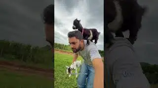 Meus pequenos mini cabritos !!! #mini #animais #cabrito